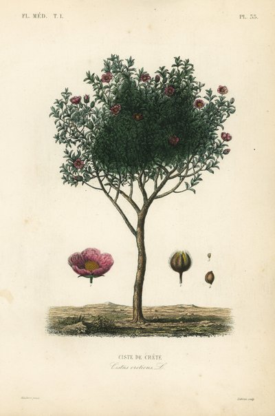 ارتفع الصخور الوردية أو الوردة الصخرية ، Cistus creticus ، Ciste de Crete بواسطة غير معروف