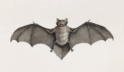 خفاش Pipistrelle في مصر بواسطة غير معروف