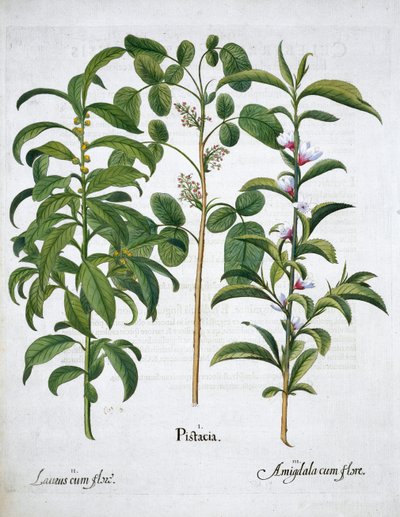 الفستق والجوز ، Bay Tree Laurus Nobilis واللوز ، بواسطة غير معروف