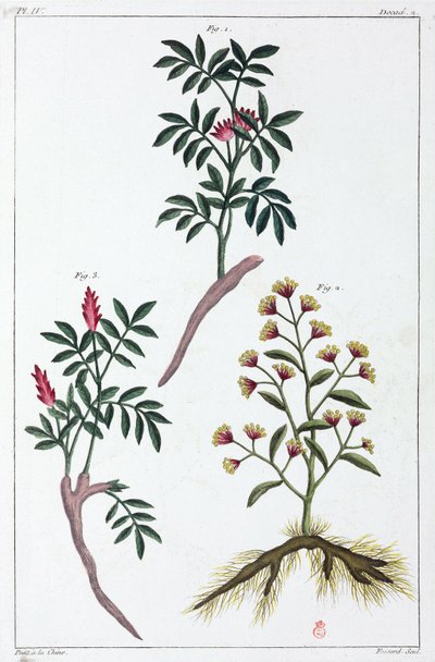 النباتات الطبية ، الصين بواسطة غير معروف