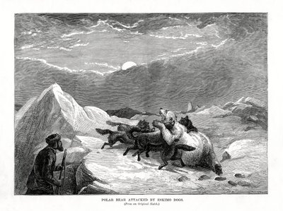 دب قطبي يهاجمه كلاب إسكيمو ، 1877 بواسطة غير معروف
