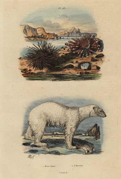 الدب القطبي ، Ursus maritimus 1 ، ضعيف ، قنفذ البحر الصالح للأكل ، Echinus esculentus 2 وقنفذ القلم الأحمر ، Heterocentrotus mammillatus 3 بواسطة غير معروف