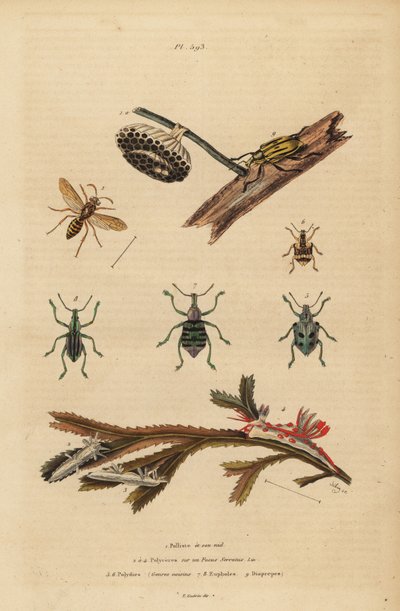 Polistes gallicus ، دبور وعش ، سوسة زرقاء ، Eupholus schoenherri ، سوسة الجذر ، Diaprepes abbreviatus ، Polycera sea slugs ، Ancula gibbosa ، ancula الأطلسي ، على الأعشاب البحرية بواسطة غير معروف