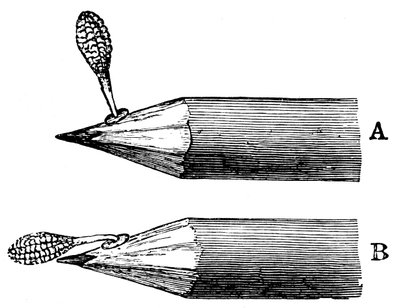 كتلة غبار الطلع من ماسكات Orchis عند إرفاقها أولاً A وبعد الاكتئاب B ، 1899 بواسطة غير معروف