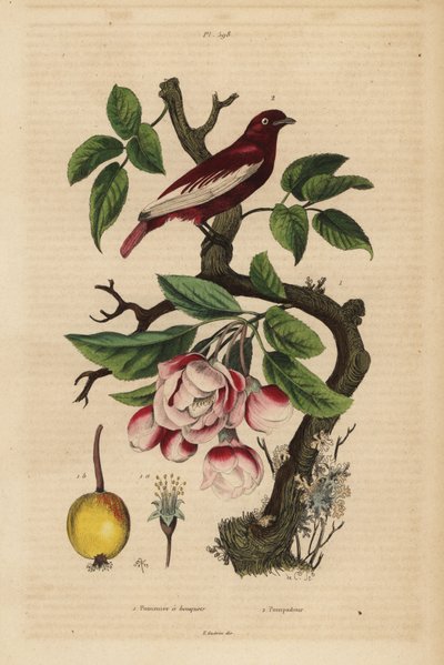 Pompadour cotinga ، Xipholena punicea ، على شجرة تفاح ، Malus pumila ، فاكهة ، أزهار بومبادور وشجرة تفاح مع باقات بواسطة غير معروف