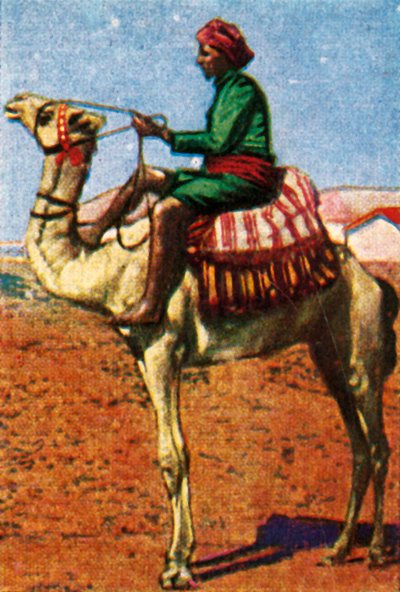 بريد سلمت به جمل ، شبه الجزيرة العربية ، عام ١٩٢٨. بواسطة غير معروف