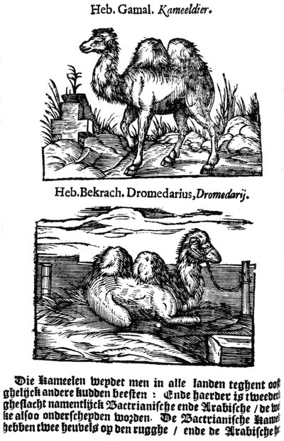 تصنيف الأنواع قبل الحدين ، 1644 بواسطة غير معروف