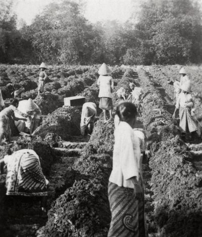 تجهيز قنوات الري في مزرعة للسكر ، جاوا ، جزر الهند الشرقية الهولندية ، 1927 بواسطة غير معروف