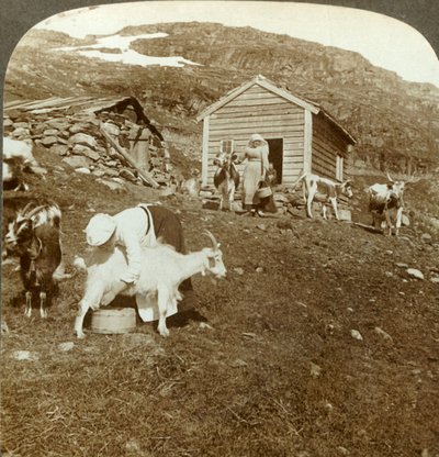 فتيات نرويجيات جميلات يرعون الأبقار والماعز في Haukeli Mts ، النرويج ، c1905. بواسطة غير معروف