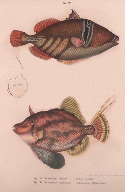 الشائكة القرنية باتيستس aculeatus ، Monacanthus bifilamentosus ، c.1850s بواسطة غير معروف