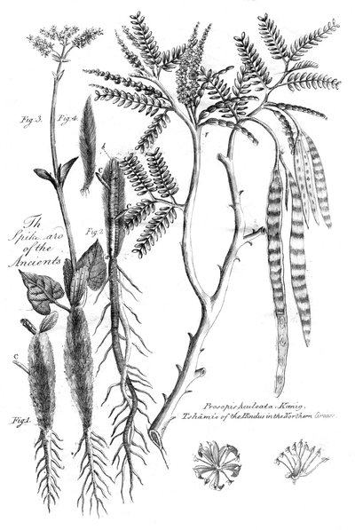 بروسوبيس أكوليتا 1799 بواسطة غير معروف