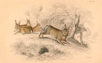 أرنب cuniculus الأرنب 1818 بواسطة غير معروف