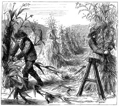 حصاد والذرة حتى تجف ، بحيرة دري ، كندا ، 1880 بواسطة غير معروف
