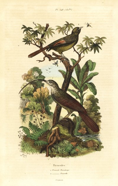 المنجل الأحمر المنقار ، Campylorhamphus trochilirostris وزاحف الخشب الزيتوني ، Sittasomus griseicapillus بواسطة غير معروف