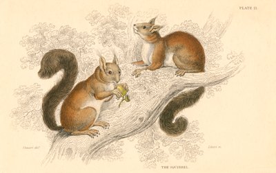 السنجاب الأحمر Sciurus vulgaris ، القوارض الحية الشجرية موطنه أوروبا وآسيا ، 1828 بواسطة غير معروف