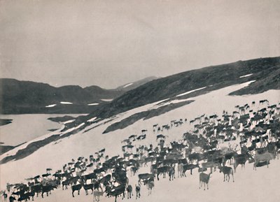 الرنة على الجبال ، 1914. بواسطة غير معروف