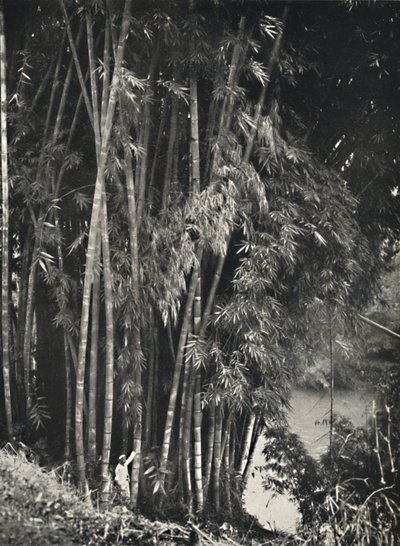 Riesenbambus Dendrocalamus giganteus في Peradeniya bei Kandy ، 1926 بواسطة غير معروف