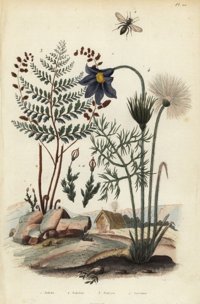 طحلب الصخور ، Andraea rupestris 1 ، نحلة التعدين ، Andrena agilissima 2 ، السرخس المزهر ، فقر الدم adiantifolia 3 ، زهرة الباسك ، Anemone pulsatilla 4 بواسطة غير معروف