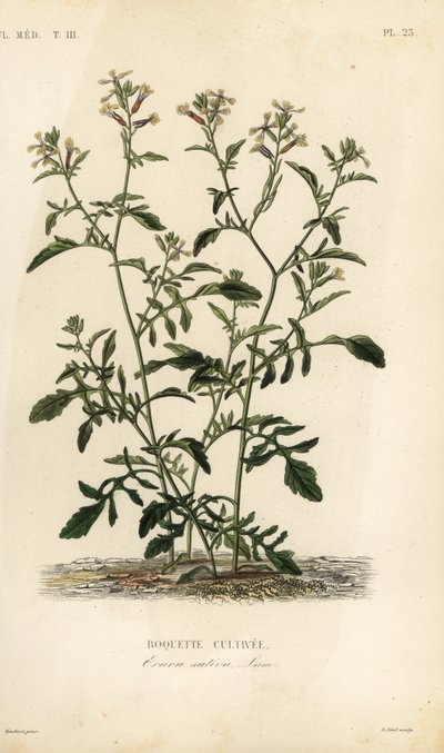 Rocket or arugula, Eruca vesicaria, Eruca sativa, Roquette cultivee بواسطة غير معروف