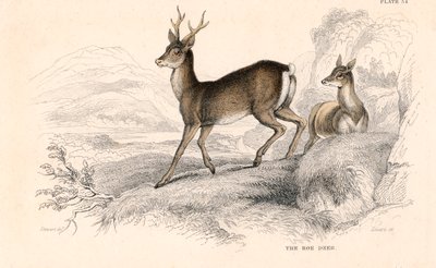 دير الغزلان Capreolus capreolus ، الأنواع الأوراسية للغزلان ، 1828 بواسطة غير معروف
