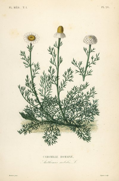 البابونج الروماني أو البابونج ، البابونج النبيل ، Anthemis nobilis ، Camomille romaine بواسطة غير معروف