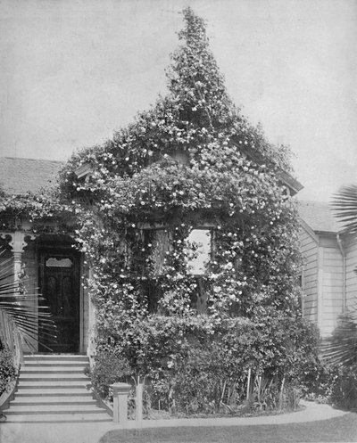 Rose Cottage، South Spring Street، لوس أنجلوس، كاليفورنيا، c1897. بواسطة غير معروف