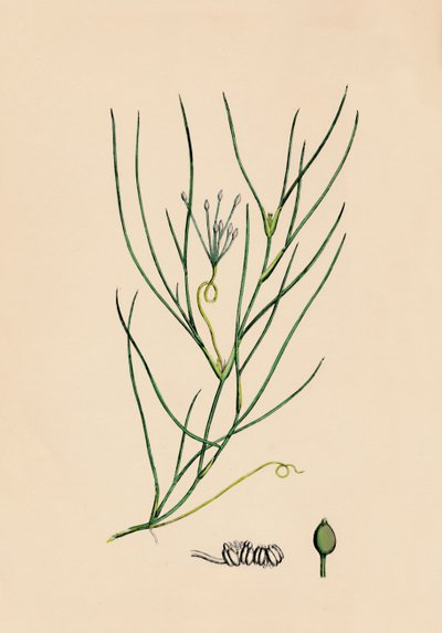 Ruppia spiralis. روبيا الكبرى ، القرن التاسع عشر بواسطة غير معروف