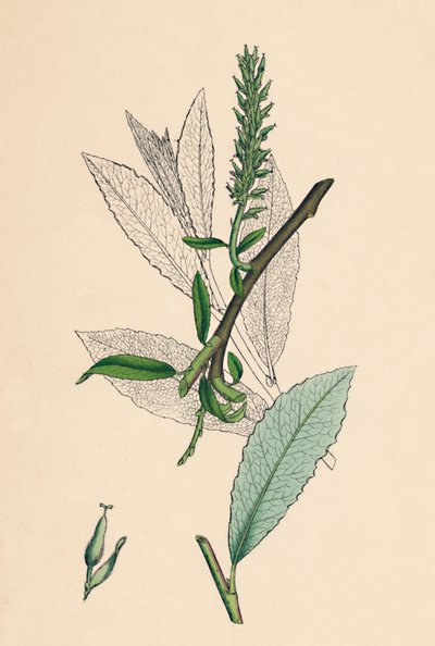 ساليكس phylicifolia ، فار. راديكان. Sallow ، أوراق الشاي ، var. أ. ، القرن التاسع عشر بواسطة غير معروف