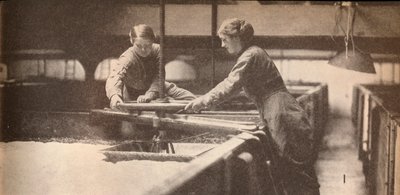 شد الخميرة في مصنع بيرة بورتون أون ترينت ، c1916 ، 1935 بواسطة غير معروف
