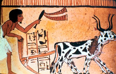 حراثة سنوتيم مع الماشية ، لوحة مقبرة مصرية قديمة ، المملكة الجديدة 1550-1069 قبل الميلاد بواسطة غير معروف
