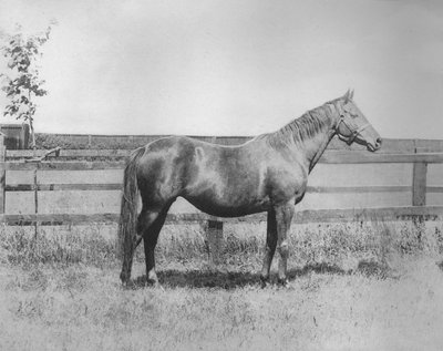 ملكة جمال ، 1911 بواسطة غير معروف