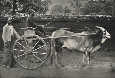 عربة سينهالا زيبرا ، 1926 بواسطة غير معروف