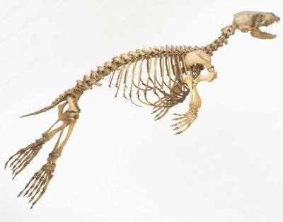 هيكل عظمي لختم المرفأ (Phoca vitulina) "متحرك" ، منظر جانبي © Dave King / Dorling Kindersley / UIG / Leemage بواسطة غير معروف