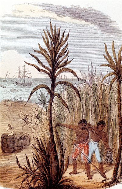العبيد الذين يزرعون قصب السكر في جزر الهند الغربية ، 1852 بواسطة غير معروف