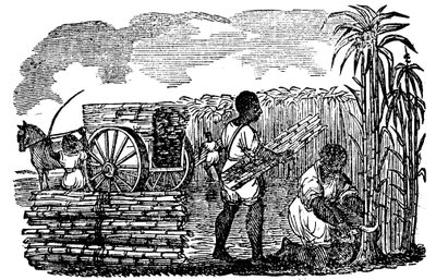 عبيد يحصدون قصب السكر في لويزيانا ، 1833 بواسطة غير معروف