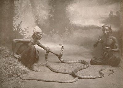 ثعبان تشارمرز مع Hamadryads Kuy Cobras ، 1900. بواسطة غير معروف