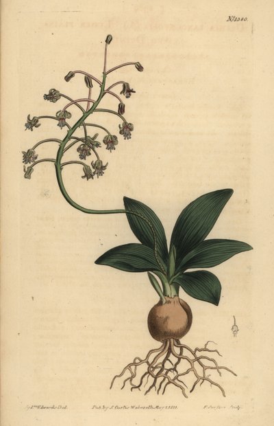 بصل جنوب الهند ، Ledebouria revoluta (دريما منخفضة الأوراق ، Drimia lanceaefolia) بواسطة غير معروف