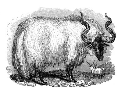 خروف إسباني ، 1848 بواسطة غير معروف