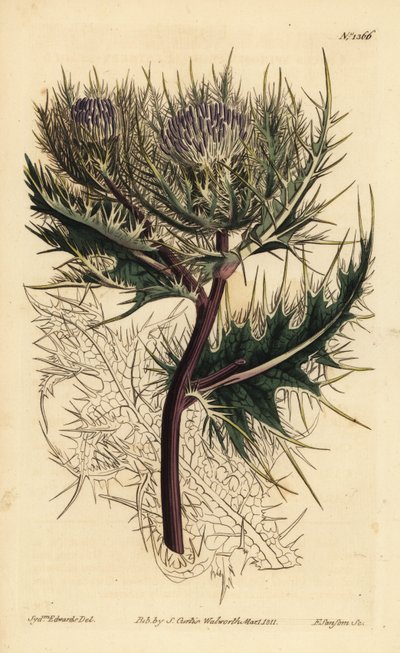 الشوك الشوكي ، Cirsium spinosissimum (cnicus ذات الرأس الريشي ، Cnicus spinosissimus) بواسطة غير معروف