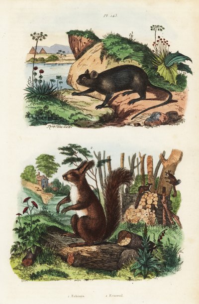 فأر الشجرة الشوكية ، Echimys chrysurus 1 ، والسنجاب الأحمر الأوراسي ، Sciurus vulgaris 2 بواسطة غير معروف