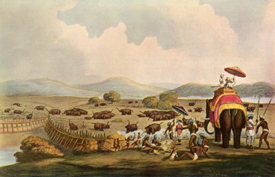 الرياضة في الهند - قيادة الفيلة إلى جدة ، c1808 ، 1901. بواسطة غير معروف