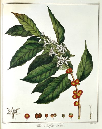 غصن القهوة القهوة العربية تظهر الزهور والفاصوليا ، 1798 بواسطة غير معروف