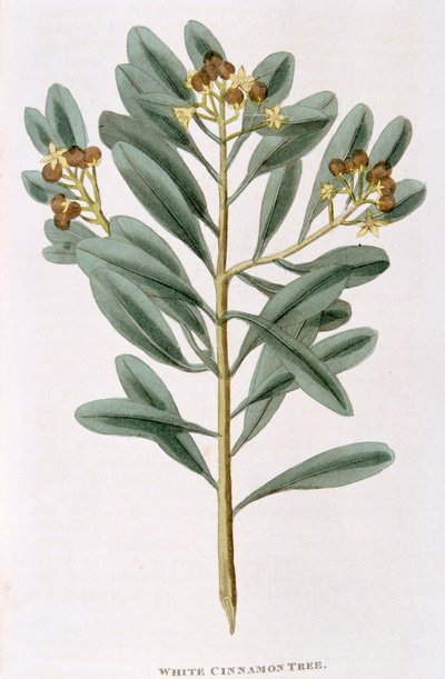 غصن القرفة البيضاء Canella alba ، 1823 بواسطة غير معروف