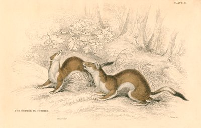 Stoat Mustela erminea ، عضو عائلة ابن عرس ، 1828 بواسطة غير معروف