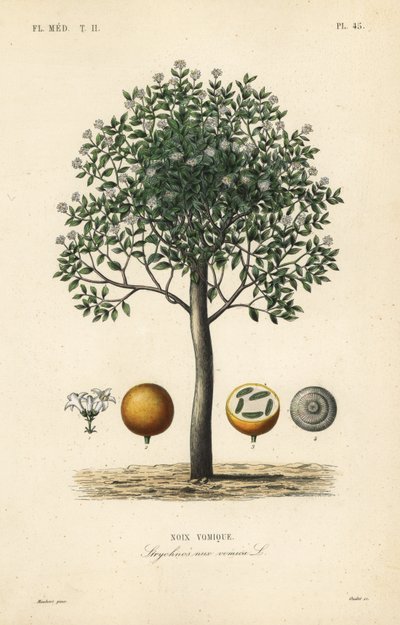 شجرة Strychnine ، nux vomica ، الجوز السام أو strychnos السائل المنوي ، Strychnos nux-vomica ، Noix vomique بواسطة غير معروف