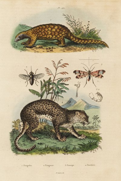Sunda pangolin ، Manis javanica ، مهددة بالانقراض 1 ، النمر ، Panthera pardus 4 ، ذبابة الحصان ، Tabanus rostratus 3 ، ذبابة العقرب ، Panorpa communis 3 بواسطة غير معروف