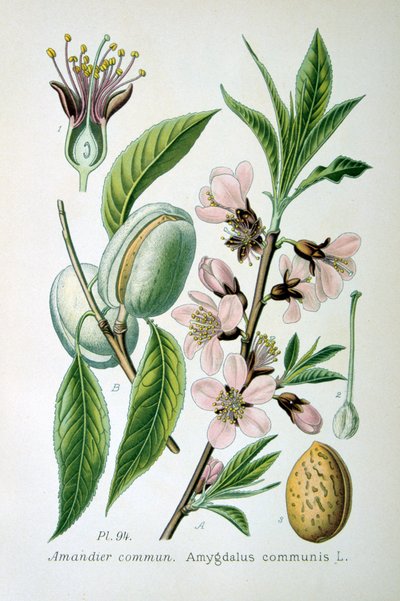 اللوز الحلو ، 1893 بواسطة غير معروف