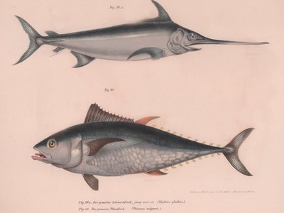 سيف سمك أبو سيف ، أنحف بلغاريا ، c.1850 بواسطة غير معروف
