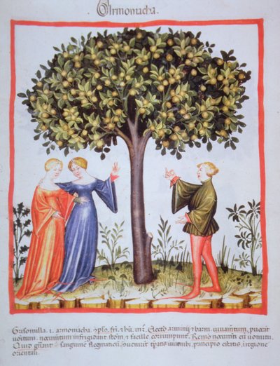 "Tacuinum Sanitatis" Codex Vindobonensis Nova Series 2644، fol. 9 ، قطف المشمش ، المنمنمات (1370-1400) (طلاء على ورق) بواسطة غير معروف