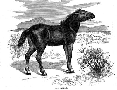 تاربان ، 1884 بواسطة غير معروف